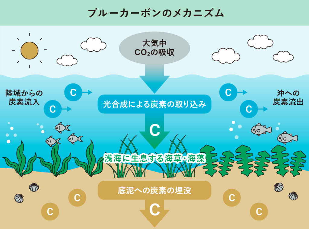 ブルーカーボンのメカニズム